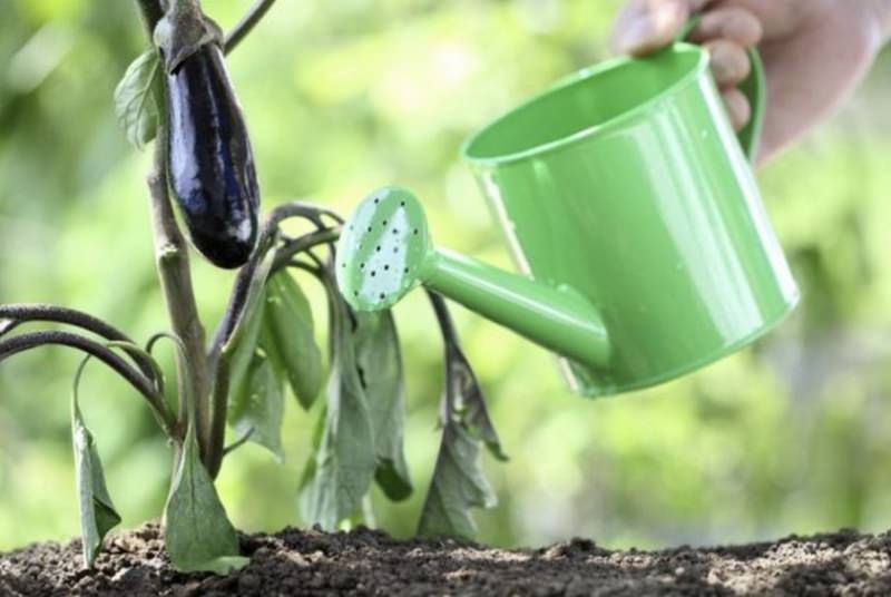 Определение и устранение причин опадания цветов у тепличных баклажанов