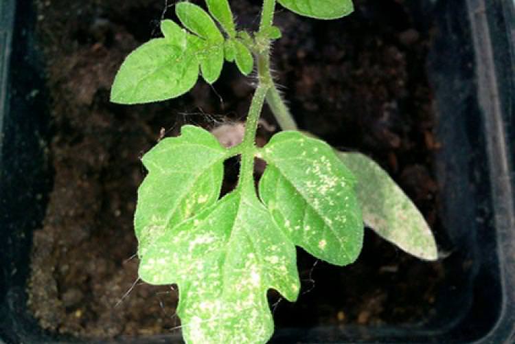 Определение и устранение причин появления желтых пятен на листьях помидоров в теплице