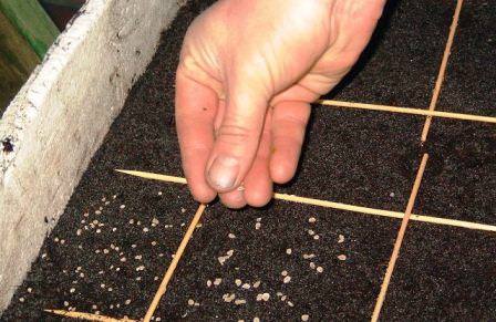 Оптимальные посадочные дни в марте 2018 для томатов