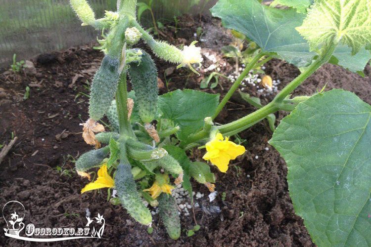 Органическая и минеральная подкормка огурцов