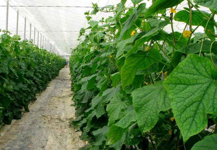 Основные болезни и вредители огурцов в теплицах