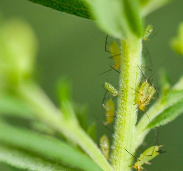 Основные методы борьбы с тлей на растениях