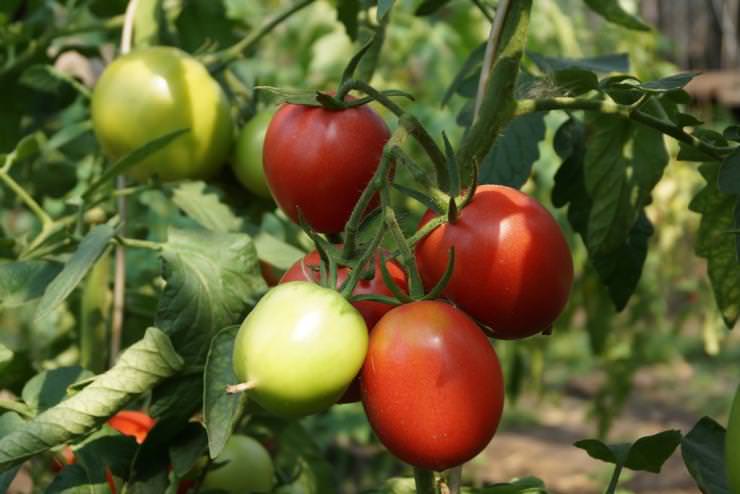 Основные принципы выращивания томатов в теплицах