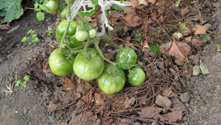 Основные требования к мульчированию помидор в теплице