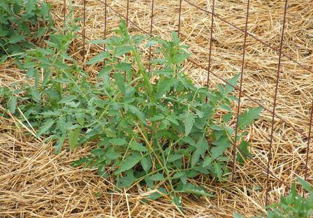 Основные требования к мульчированию помидор в теплице