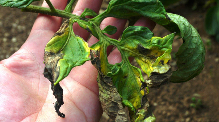 Основные вредители рассады томатов и методы борьбы с ними