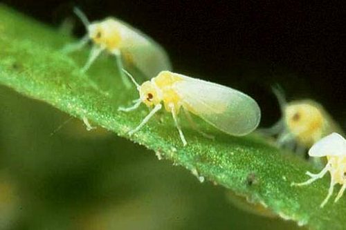 Основные вредители рассады томатов и методы борьбы с ними