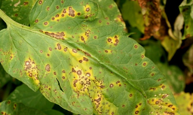 Основные вредители рассады томатов и методы борьбы с ними