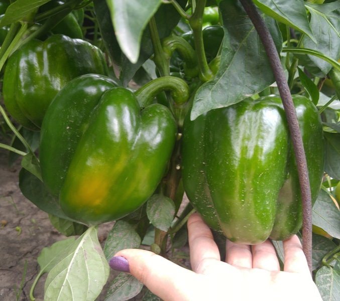Основы правильного выращивания сладкого перца