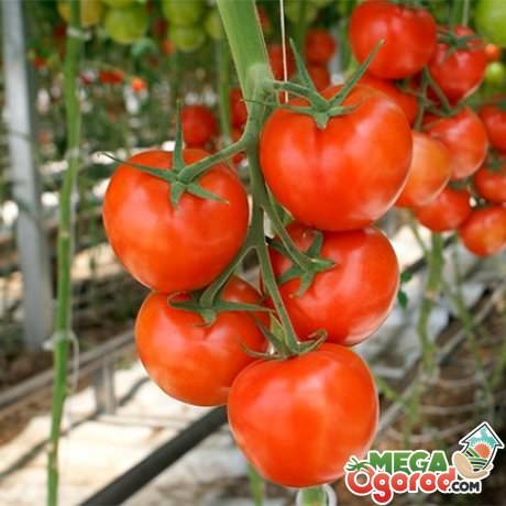 Особенности детерминантных сортов томатов