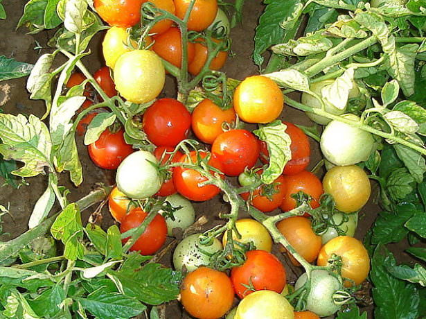Особенности детерминантных сортов томатов