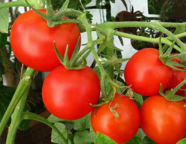 Особенности детерминантных сортов томатов