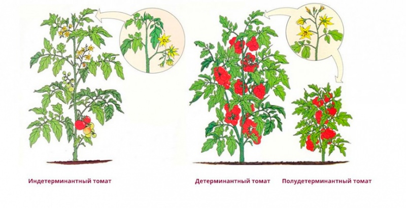 Особенности детерминантных сортов томатов