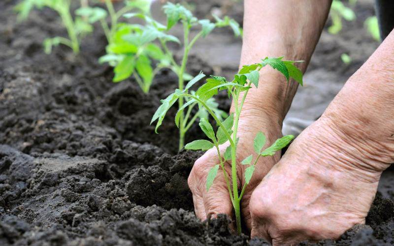 Особенности и секреты ухода за помидорами после пересадки