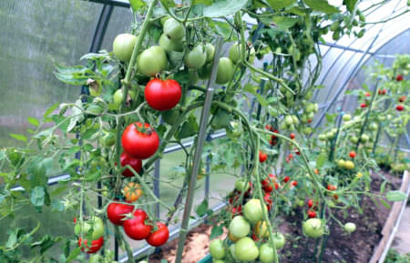 Особенности и секреты ухода за помидорами после пересадки