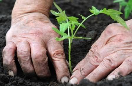 Особенности и секреты ухода за помидорами после пересадки