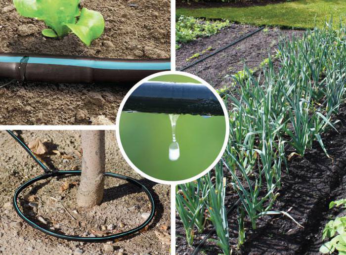 Особенности изготовления капельницы для капельного полива своими руками