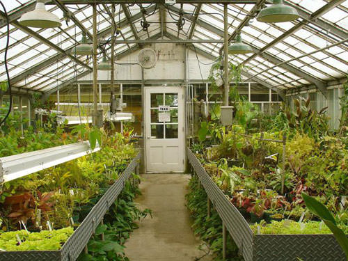 Особенности круглогодичного выращивания овощей