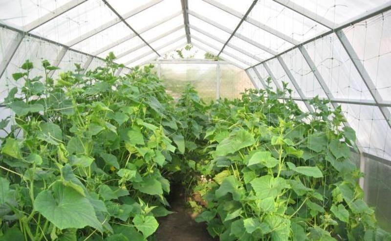 Особенности осуществления подкормки огурцов в теплице и открытом грунте