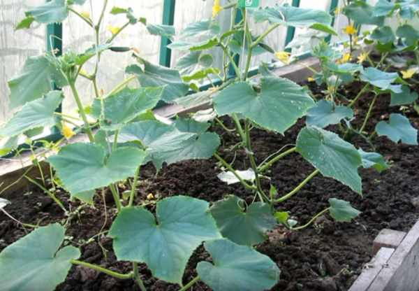 Особенности осуществления подкормки огурцов в теплице и открытом грунте