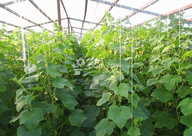 Особенности осуществления подкормки огурцов в теплице и открытом грунте