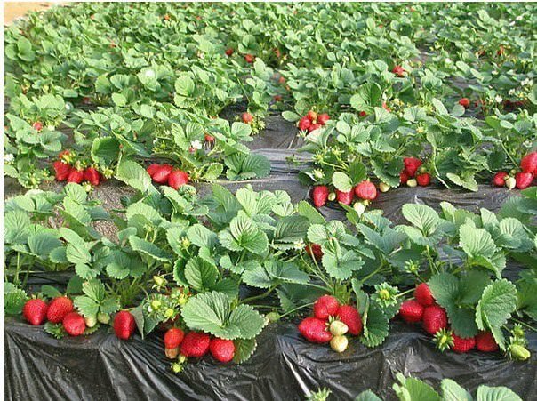 Особенности посадки клубники на агроволокно