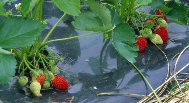 Особенности посадки клубники на агроволокно