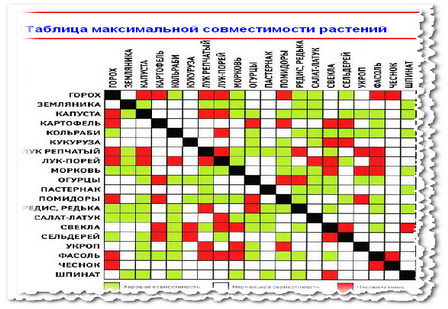 Особенности совместимости растений на грядке
