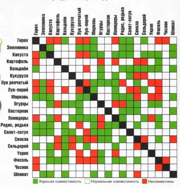 Особенности совместимости растений на грядке