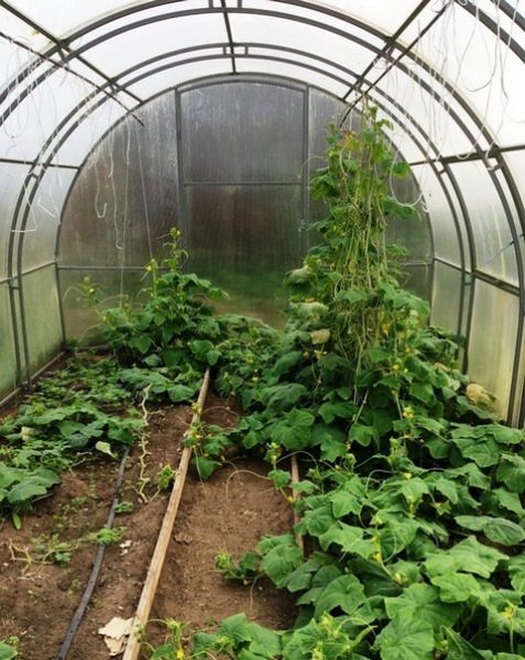 Особенности ухода за огурцами в теплице из поликарбоната