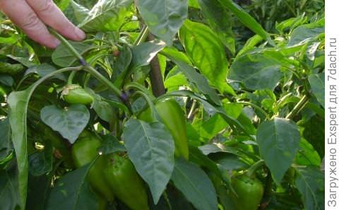 Особенности ухода за перцем в открытом грунте