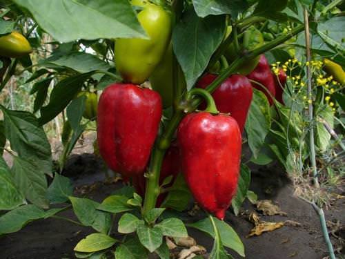 Особенности ухода за перцем в открытом грунте