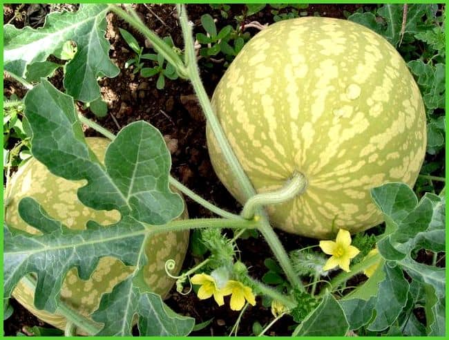 Особенности выращивания арбузов на урале в тепличных условиях