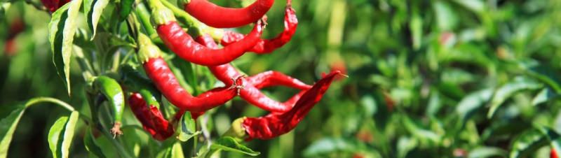 Особенности выращивания горького перца