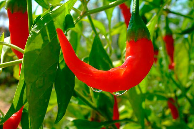 Особенности выращивания горького перца