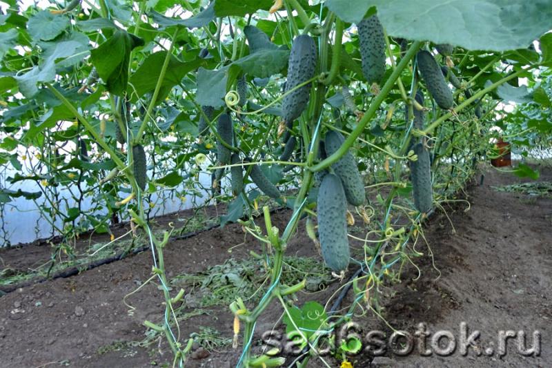Особенности выращивания огурцов в теплице осенью