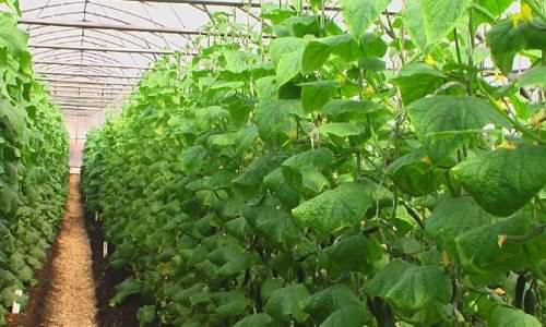 Особенности выращивания огурцов в теплице осенью