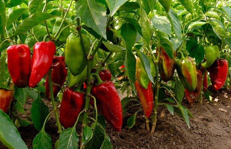 Особенности выращивания овощей: почему перец не растет в теплице