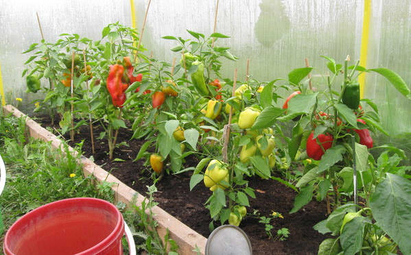Особенности выращивания овощей: почему перец не растет в теплице