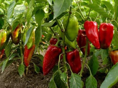 Особенности выращивания овощей: почему перец не растет в теплице