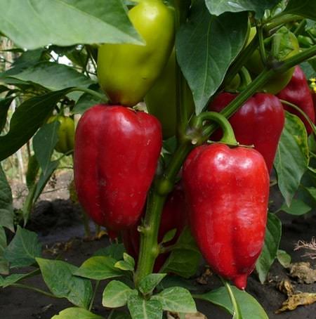 Особенности выращивания овощей: почему перец не растет в теплице