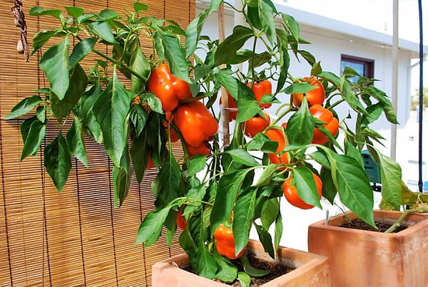 Особенности выращивания перца в домашних условиях