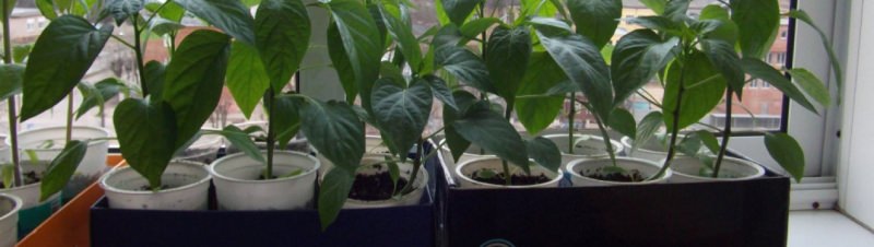 Особенности выращивания перца в домашних условиях