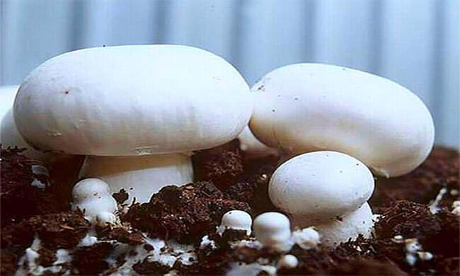 Особенности выращивания шампиньонов в домашних условиях