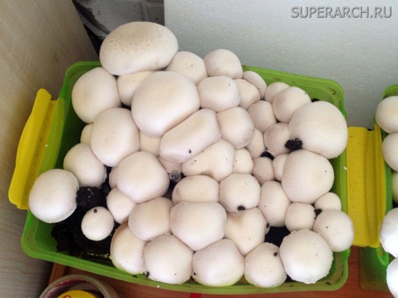 Особенности выращивания шампиньонов в домашних условиях