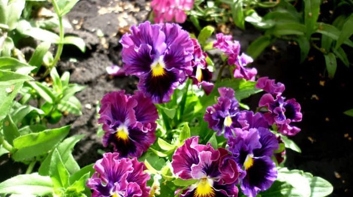 Особенности выращивания виолы