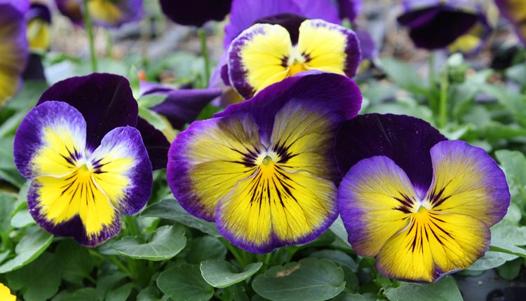 Особенности выращивания виолы