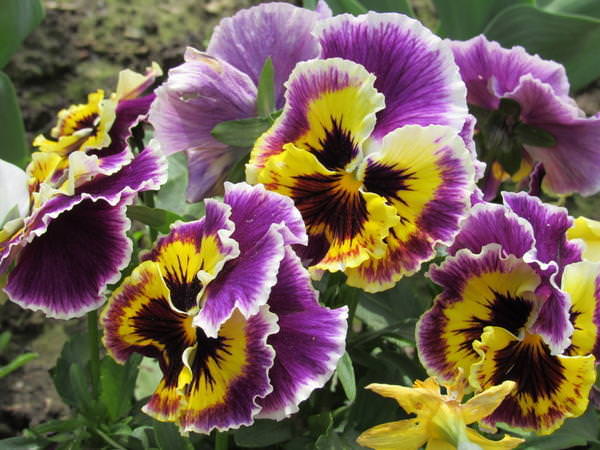 Особенности выращивания виолы