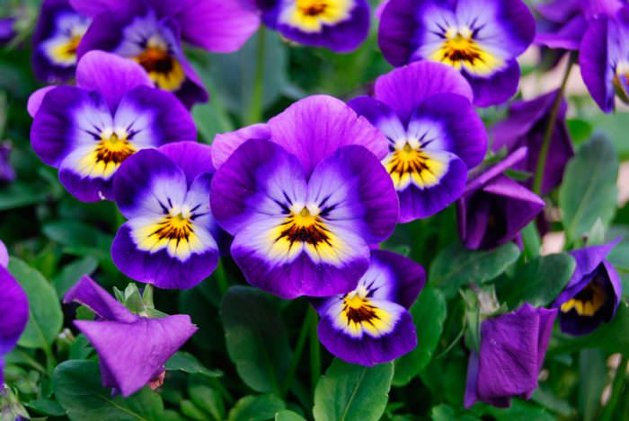 Особенности выращивания виолы