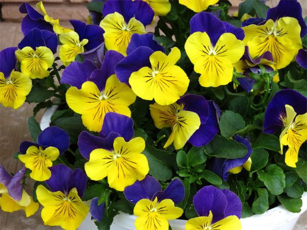 Особенности выращивания виолы